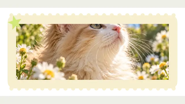 Cat Stamp — widget preview with demo data