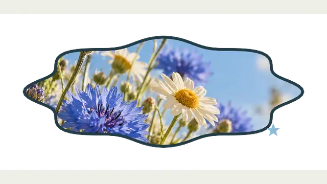 Cutout Frame — widget preview with demo data
